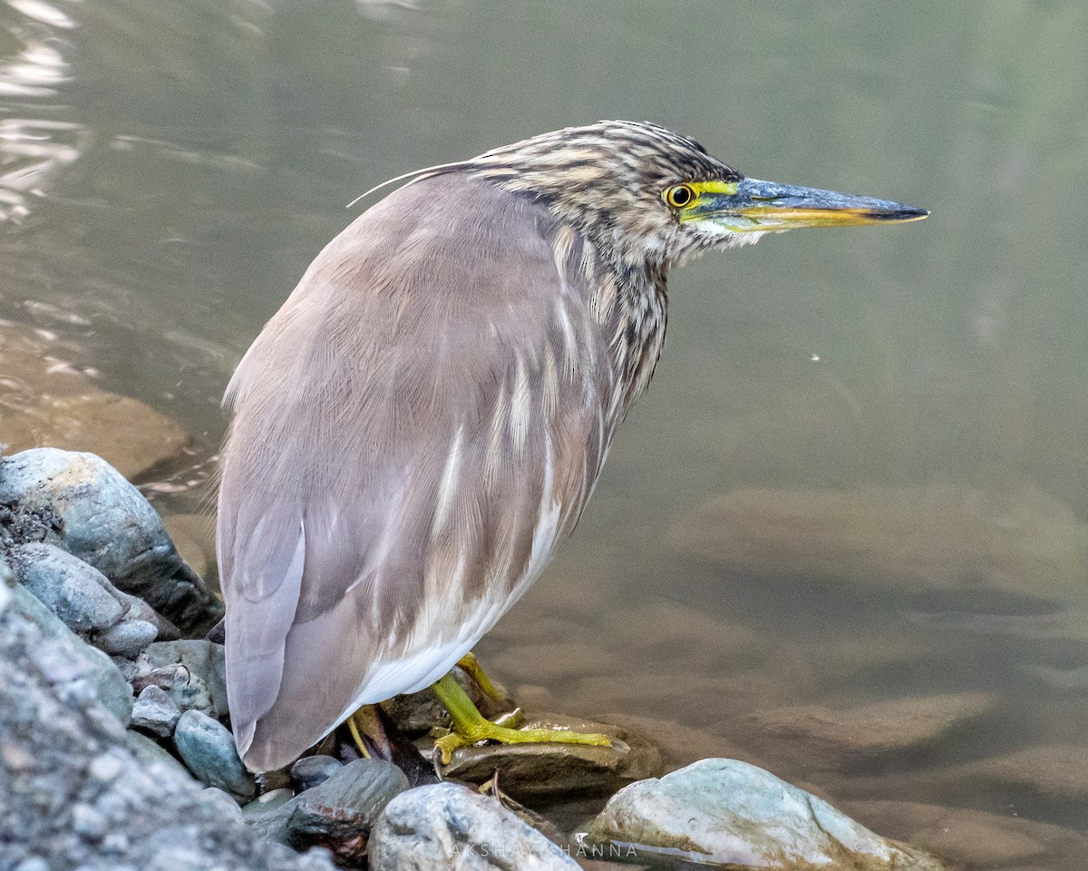 Indian Pond-Heron - ML320142601