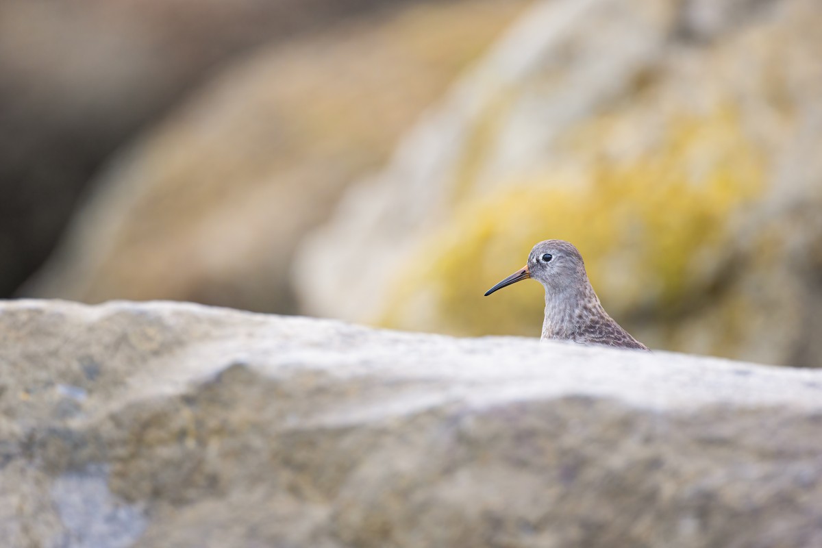 Purple Sandpiper - Ryan Sanderson