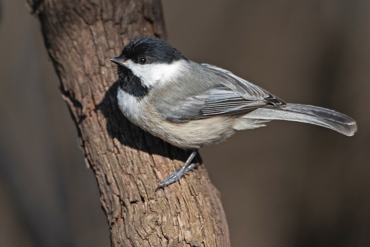 Carolina Chickadee - Andrew Simon