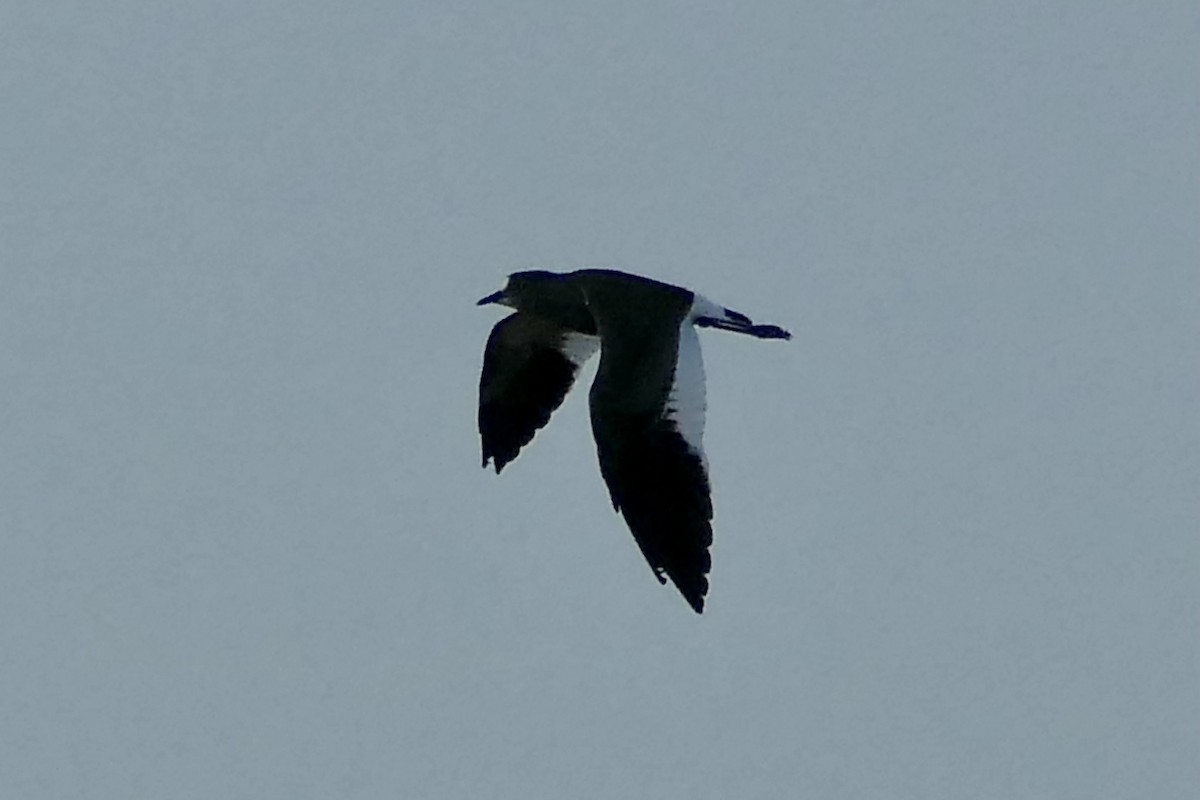 Senegal Lapwing - Peter Kaestner