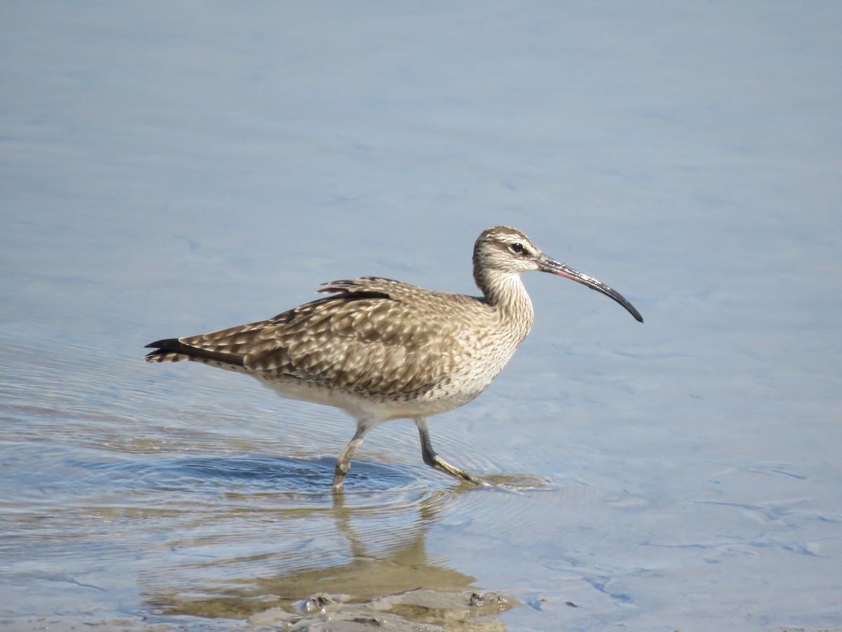 Regenbrachvogel - ML320144421