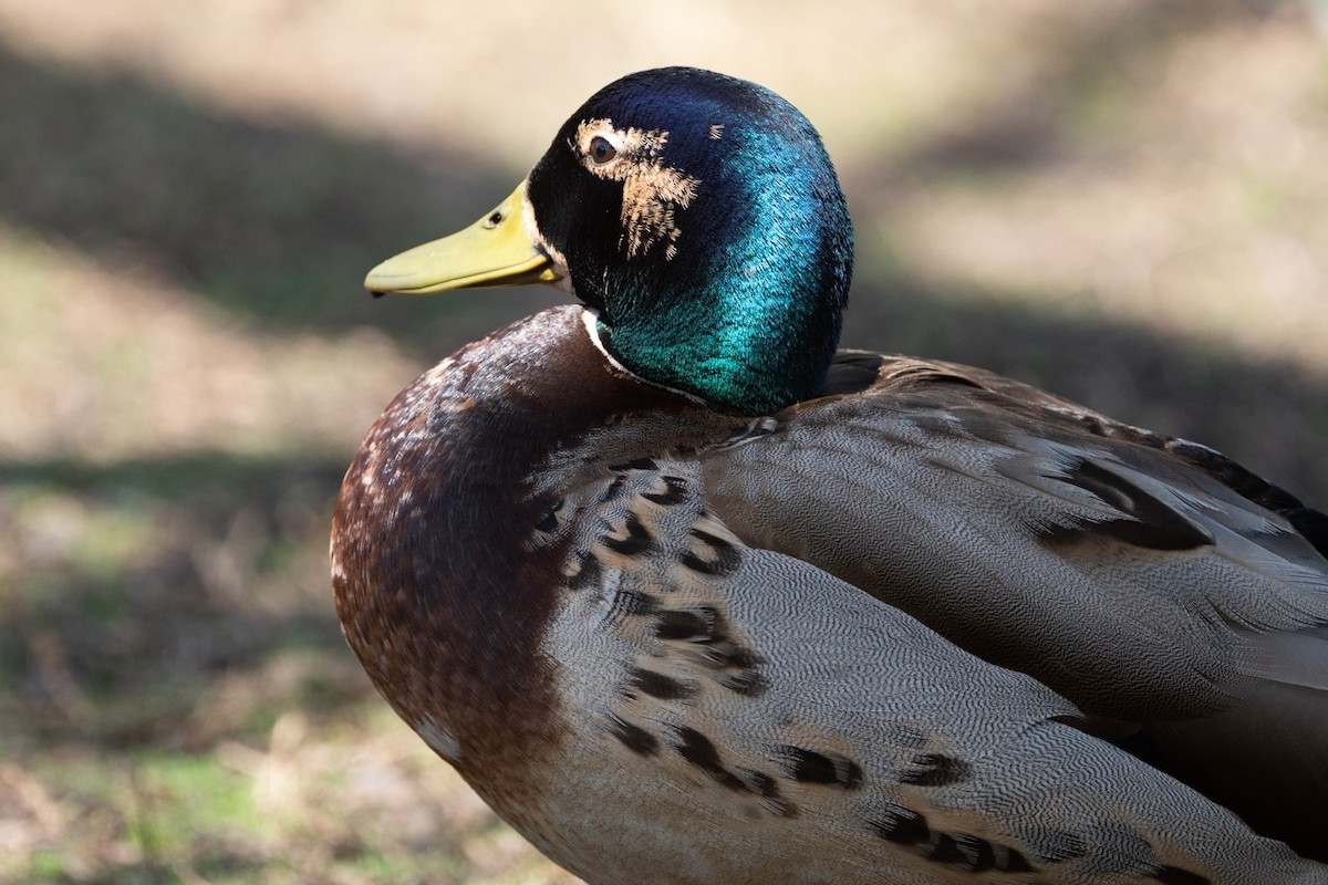 Mallard - Cynthia  Case