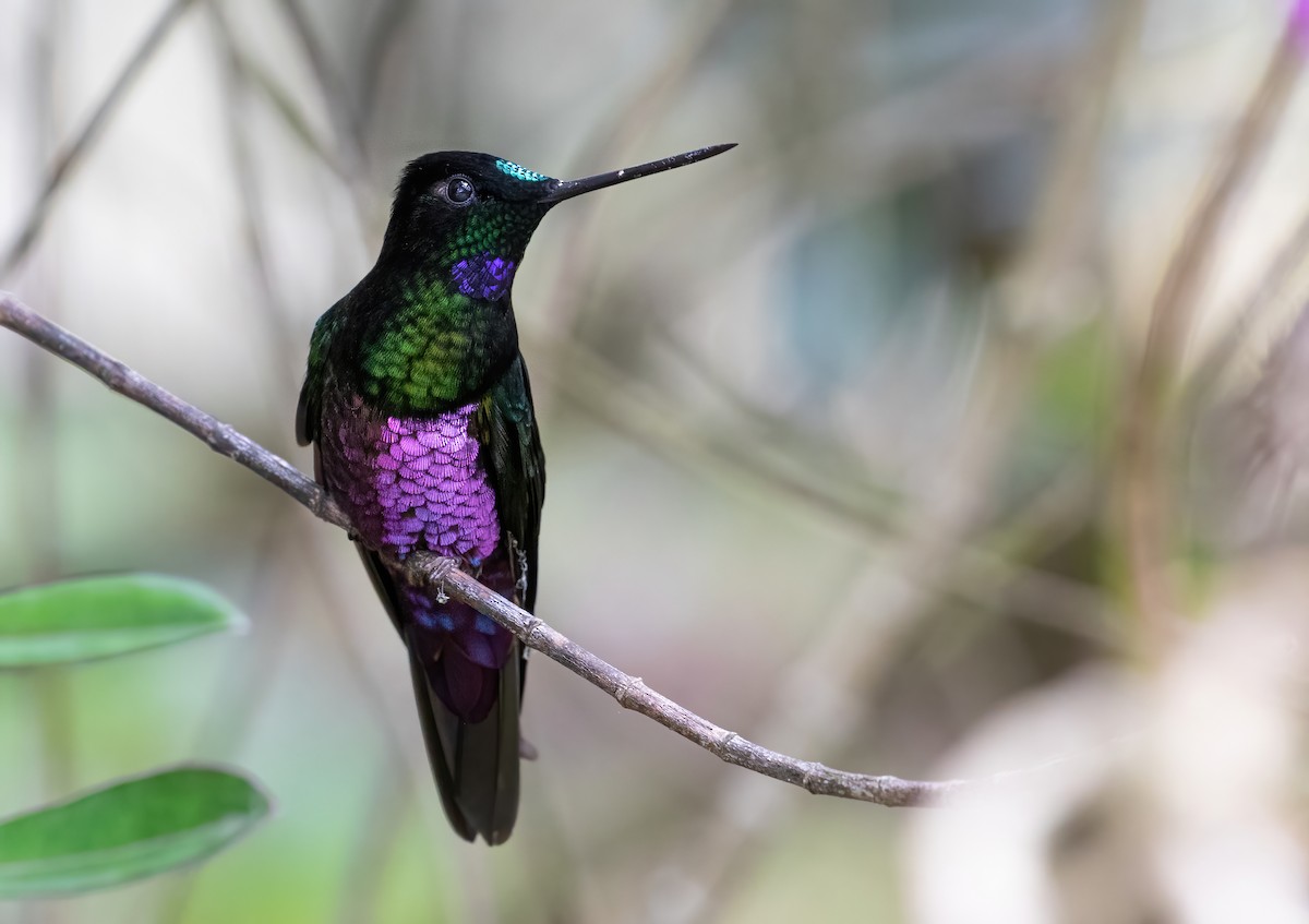 Blue-throated Starfrontlet - George Armistead | Hillstar Nature