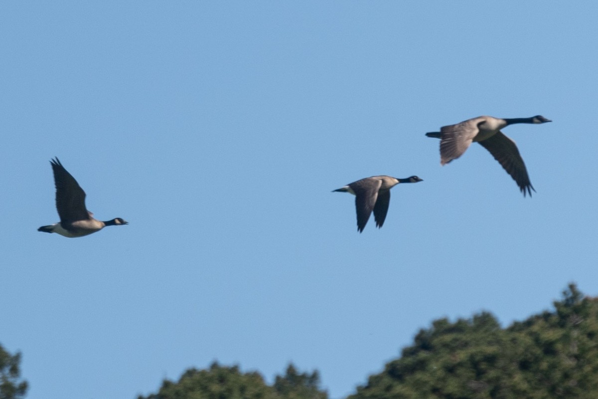 Cackling Goose - Carole Rose