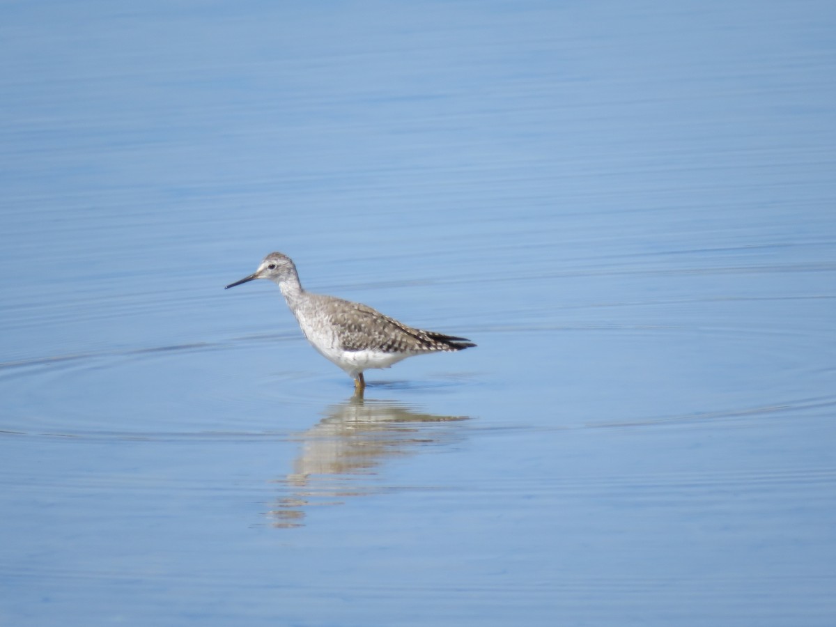 Lesser Yellowlegs - Jafeth Zablah