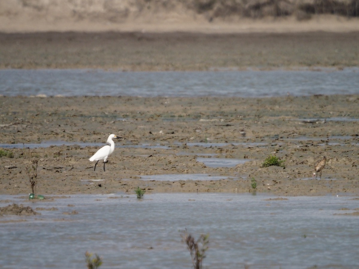 Snowy Egret - ML320147391