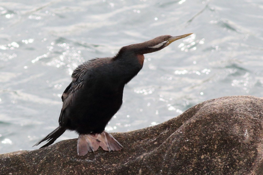 Australasian Darter - ML320147571