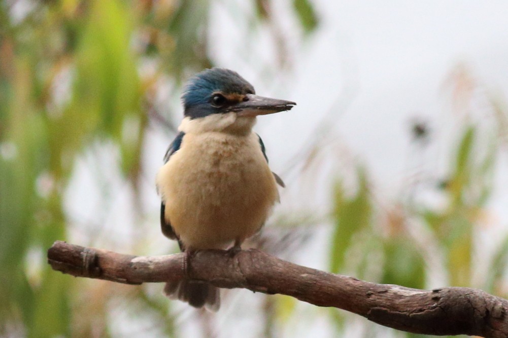 Sacred Kingfisher - ML320147651