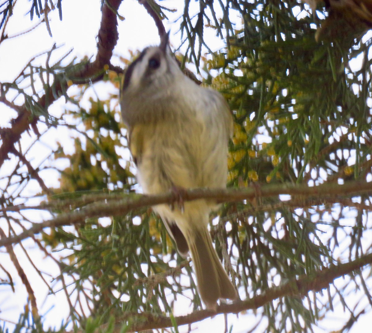 Golden-crowned Kinglet - ML320147871