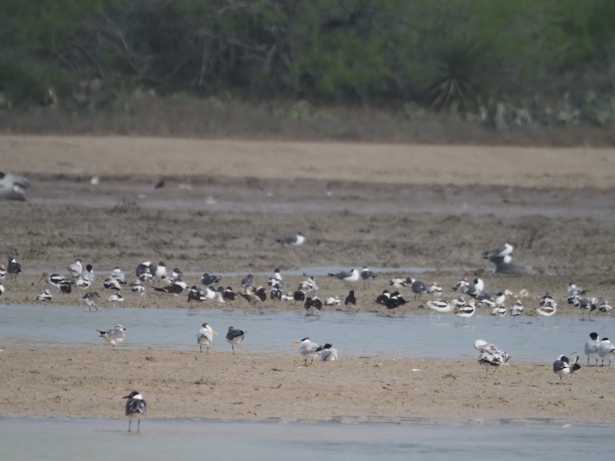 Royal Tern - Kevin Wistrom