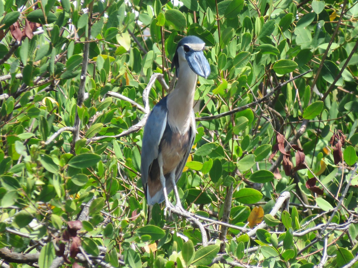 Boat-billed Heron - ML320148651