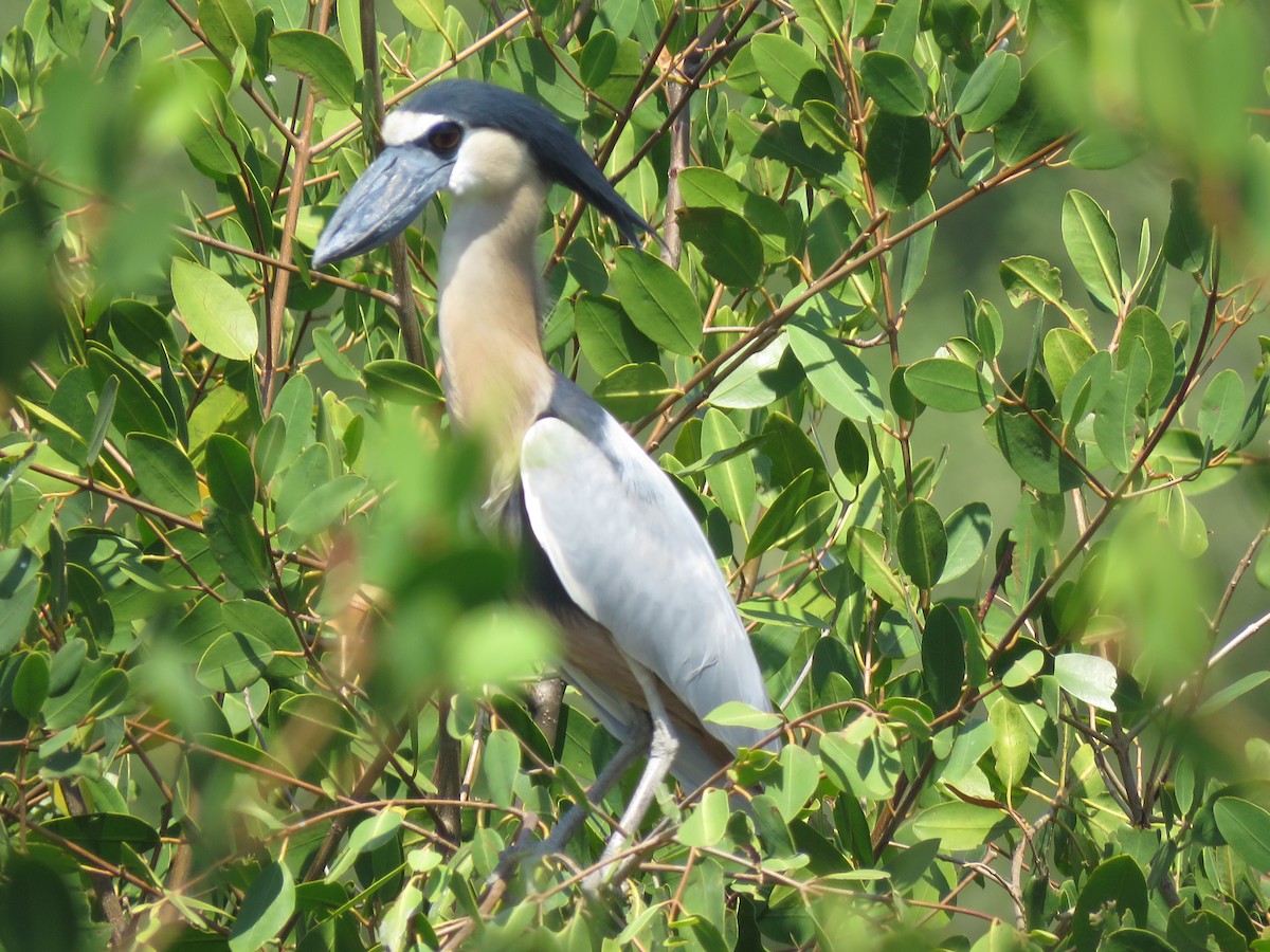 Boat-billed Heron - ML320148661