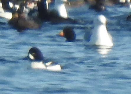 Barrow's Goldeneye - ML320149191