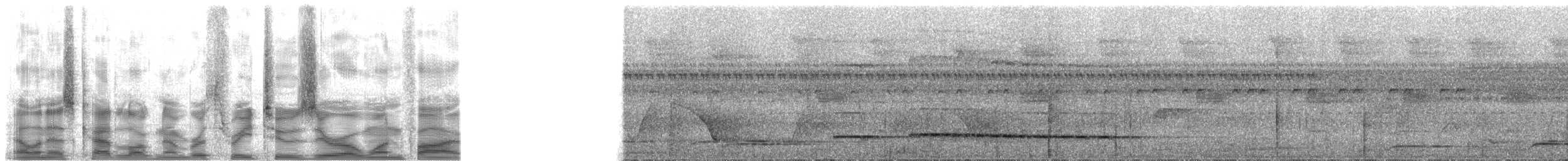 Graubrust-Ameisendrossel - ML32015