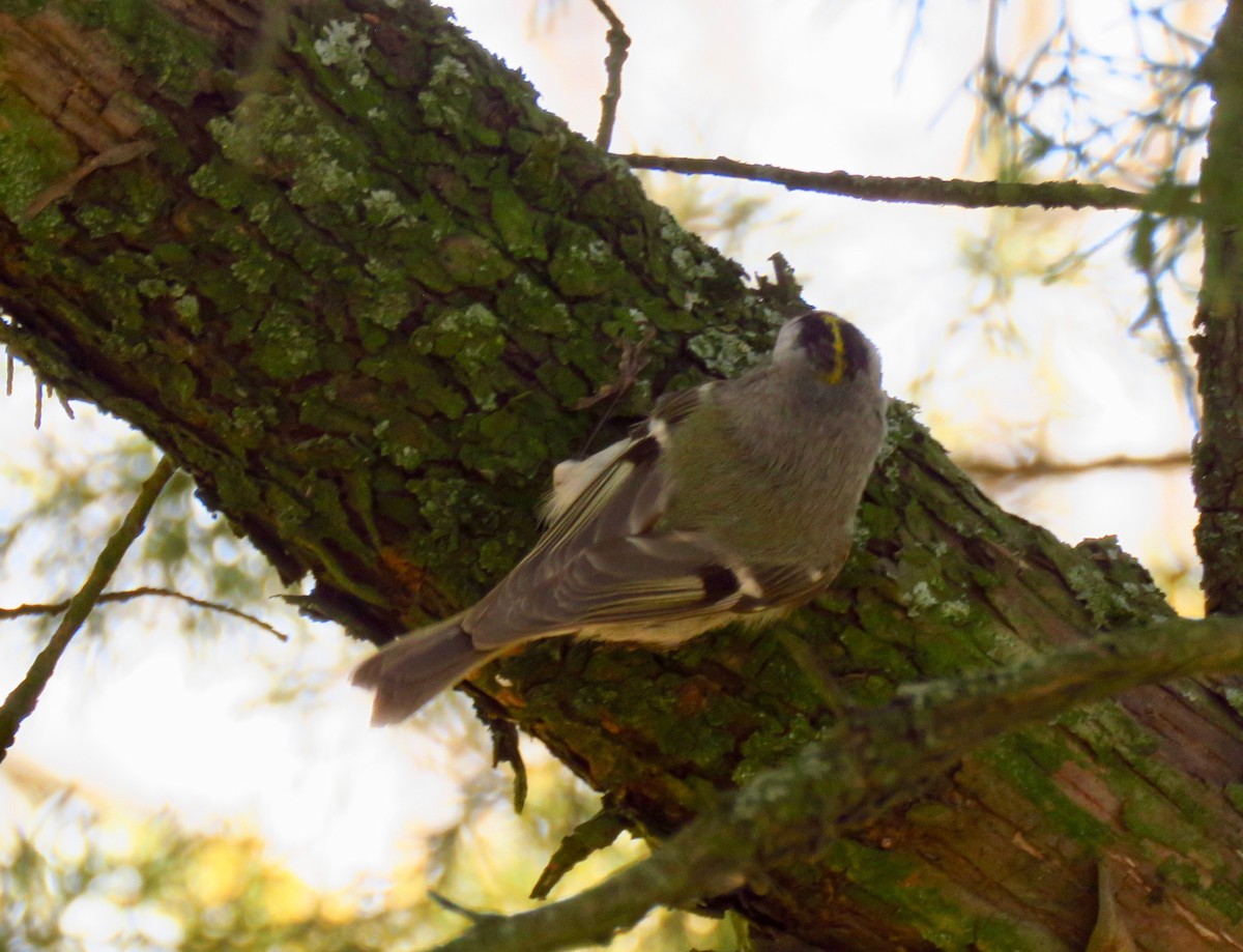 Golden-crowned Kinglet - ML320151881