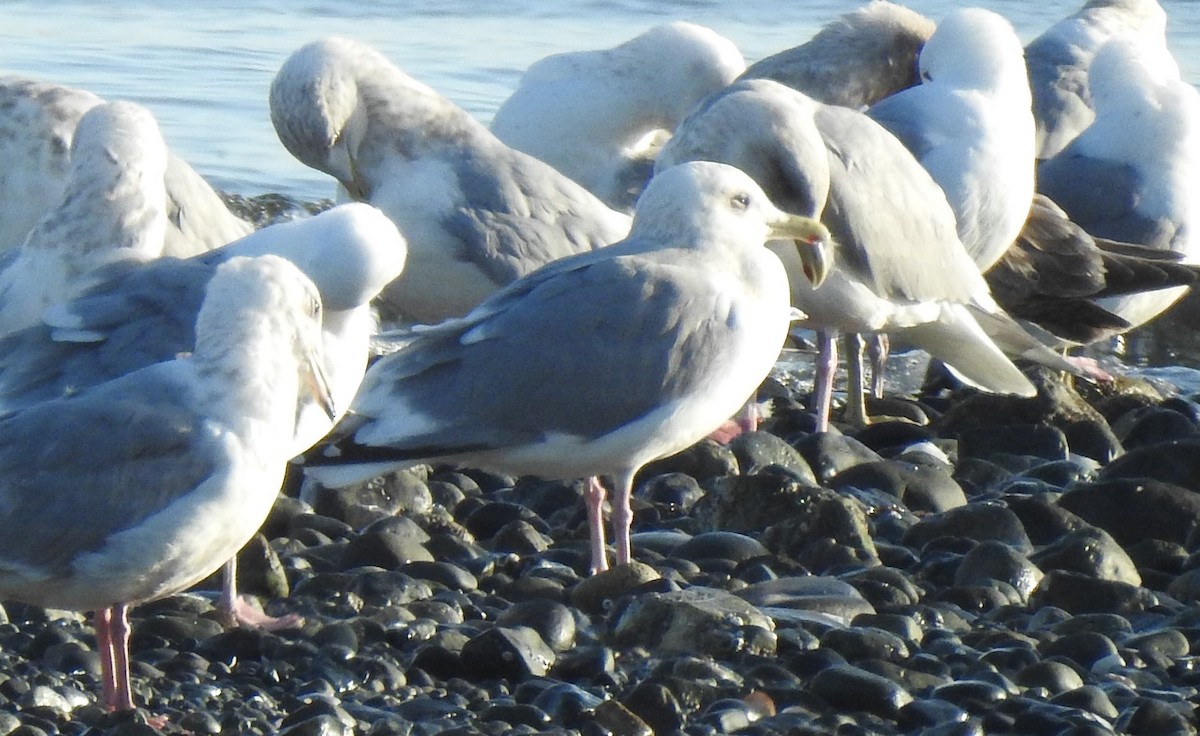 Gaviota Groenlandesa - ML320152231