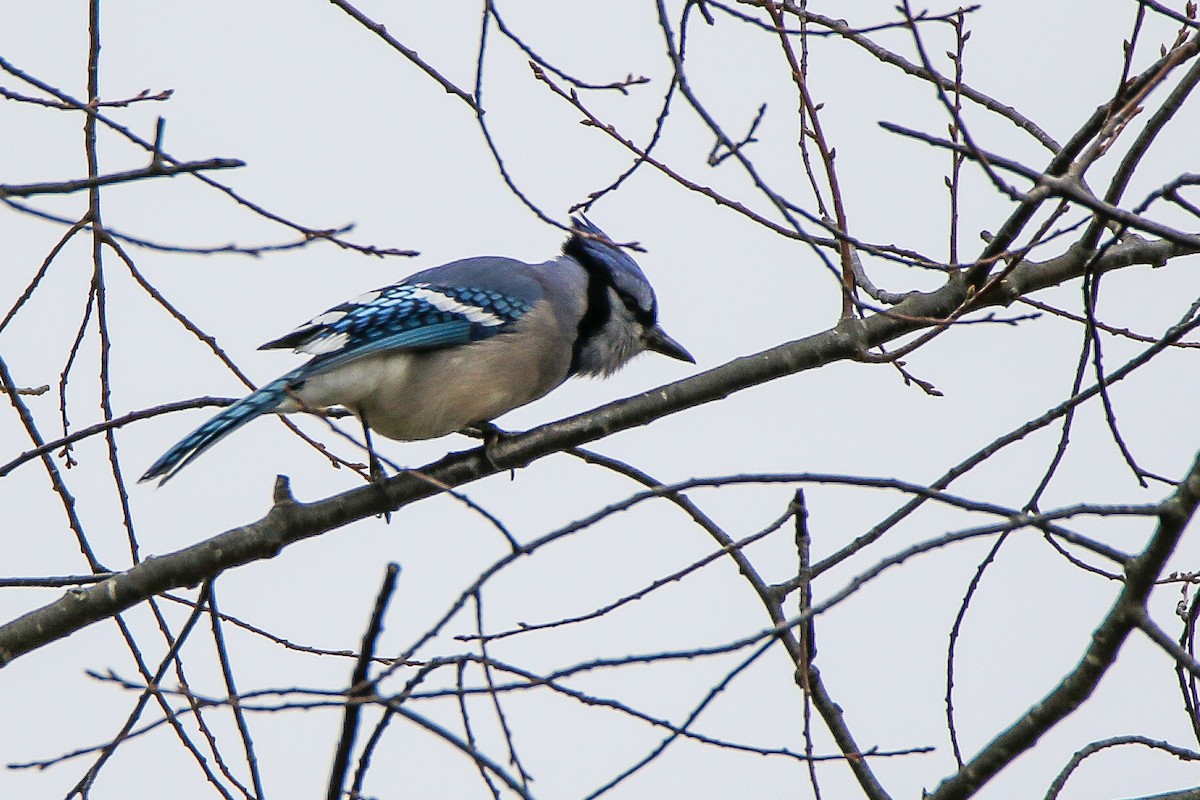 Blue Jay - ML320152691