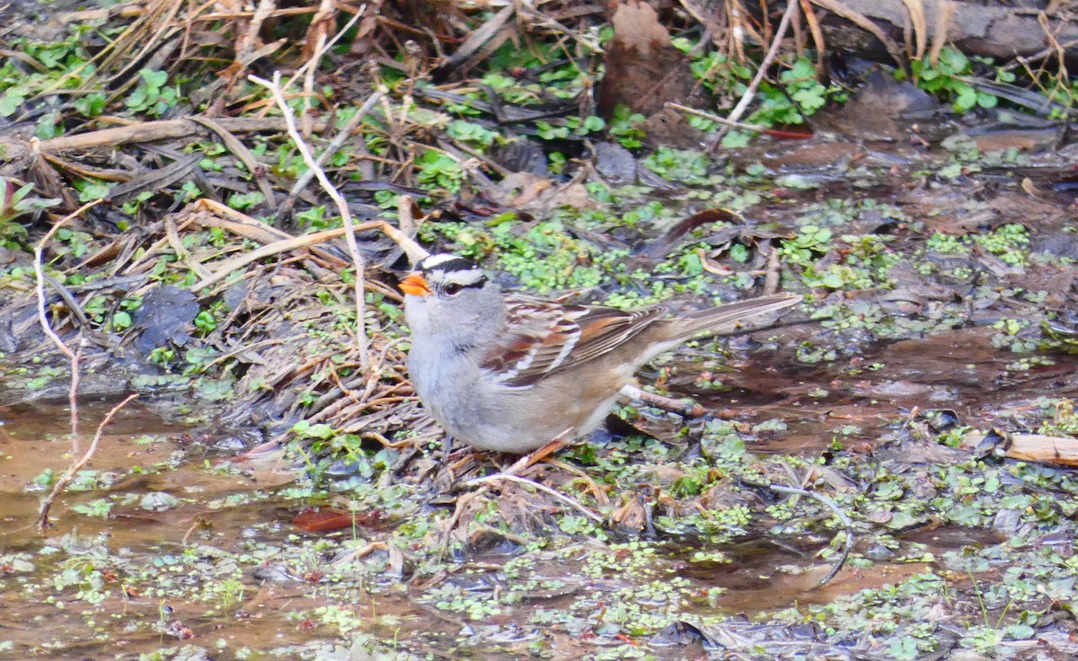 White-crowned Sparrow - ML320152771