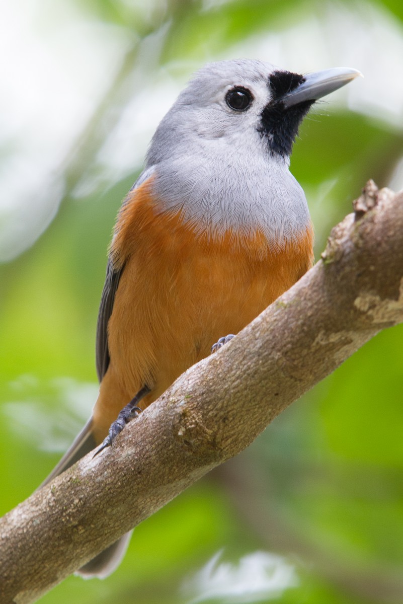 Black-faced Monarch - Keith & Lindsay Fisher