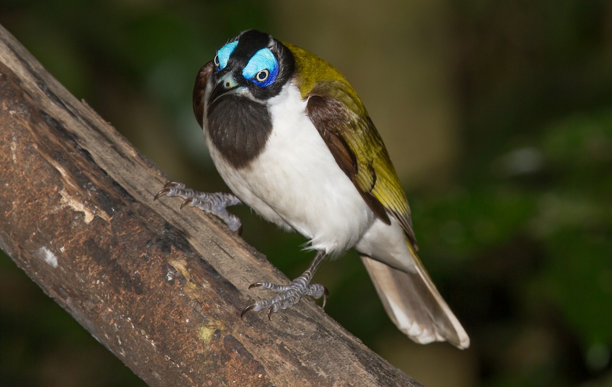 Blue-faced Honeyeater - ML32015471