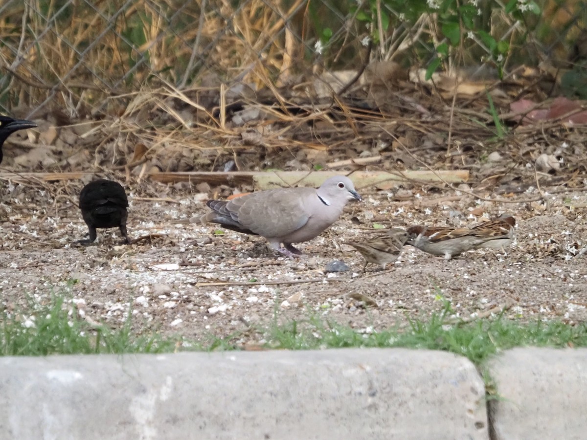 Eurasian Collared-Dove - Kevin Wistrom