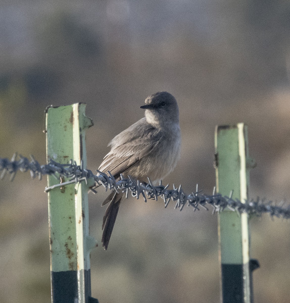 Say's Phoebe - ML320155751