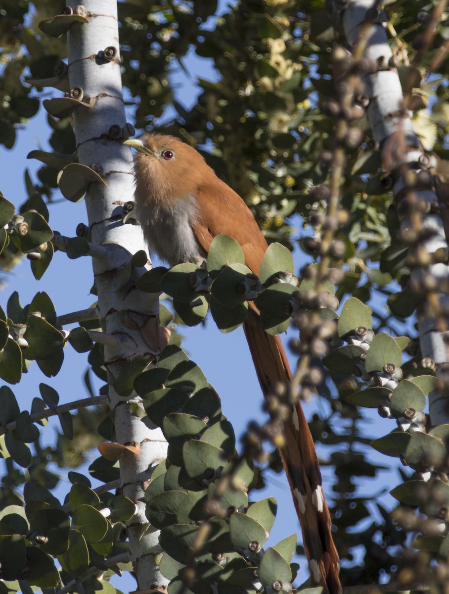 Squirrel Cuckoo - Olivia Rojas (Cornell)