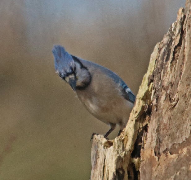 Blue Jay - ML320157501