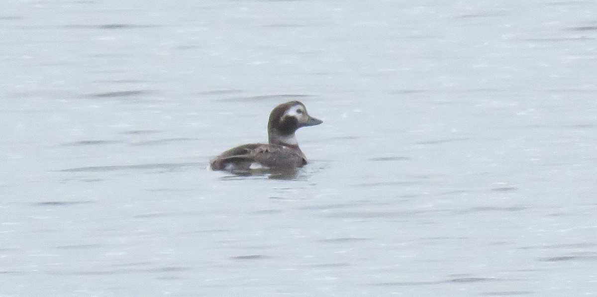 Long-tailed Duck - ML320158771