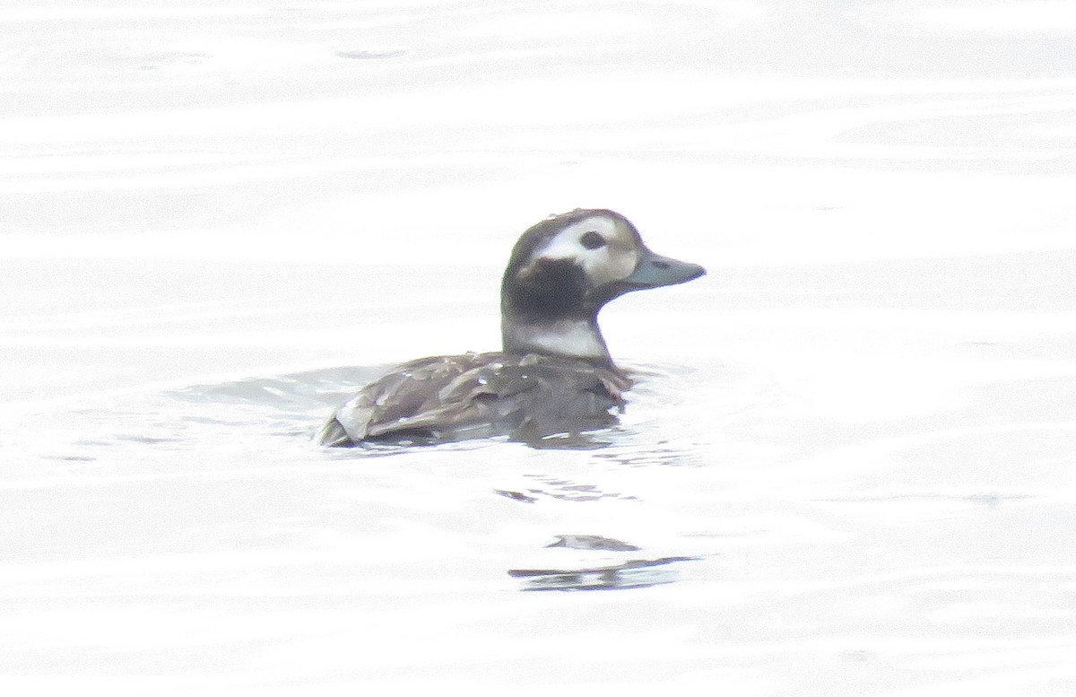 Long-tailed Duck - ML320159121