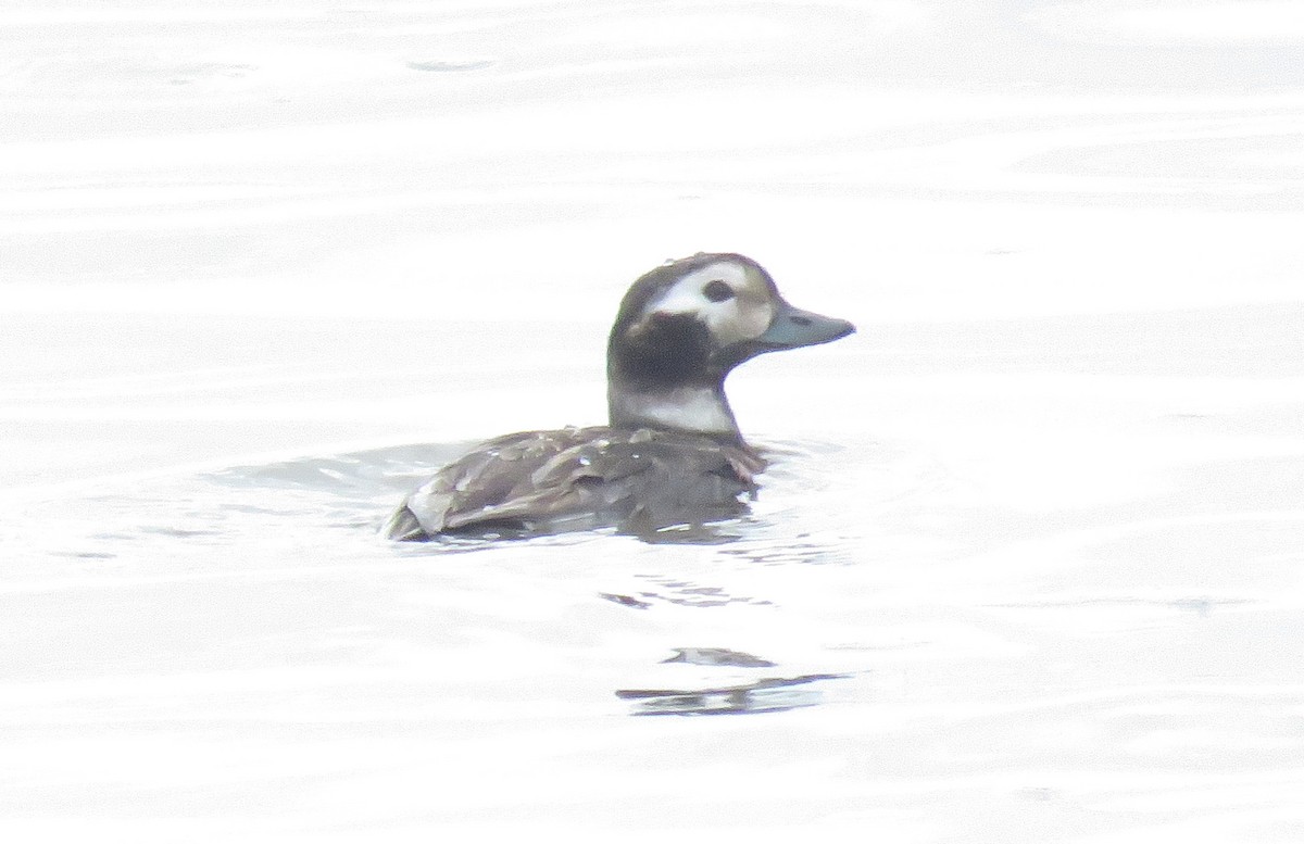 Long-tailed Duck - John Whittle