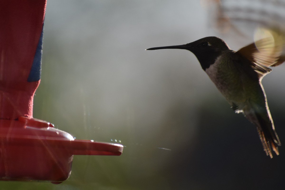 Black-chinned Hummingbird - ML32015941