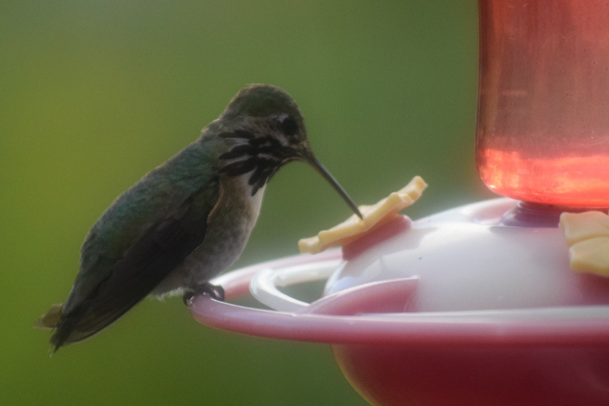 Calliope Hummingbird - ML32015951