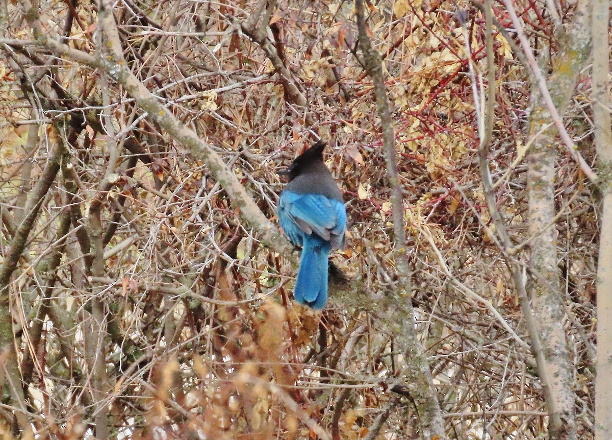 Steller's Jay - ML320159521