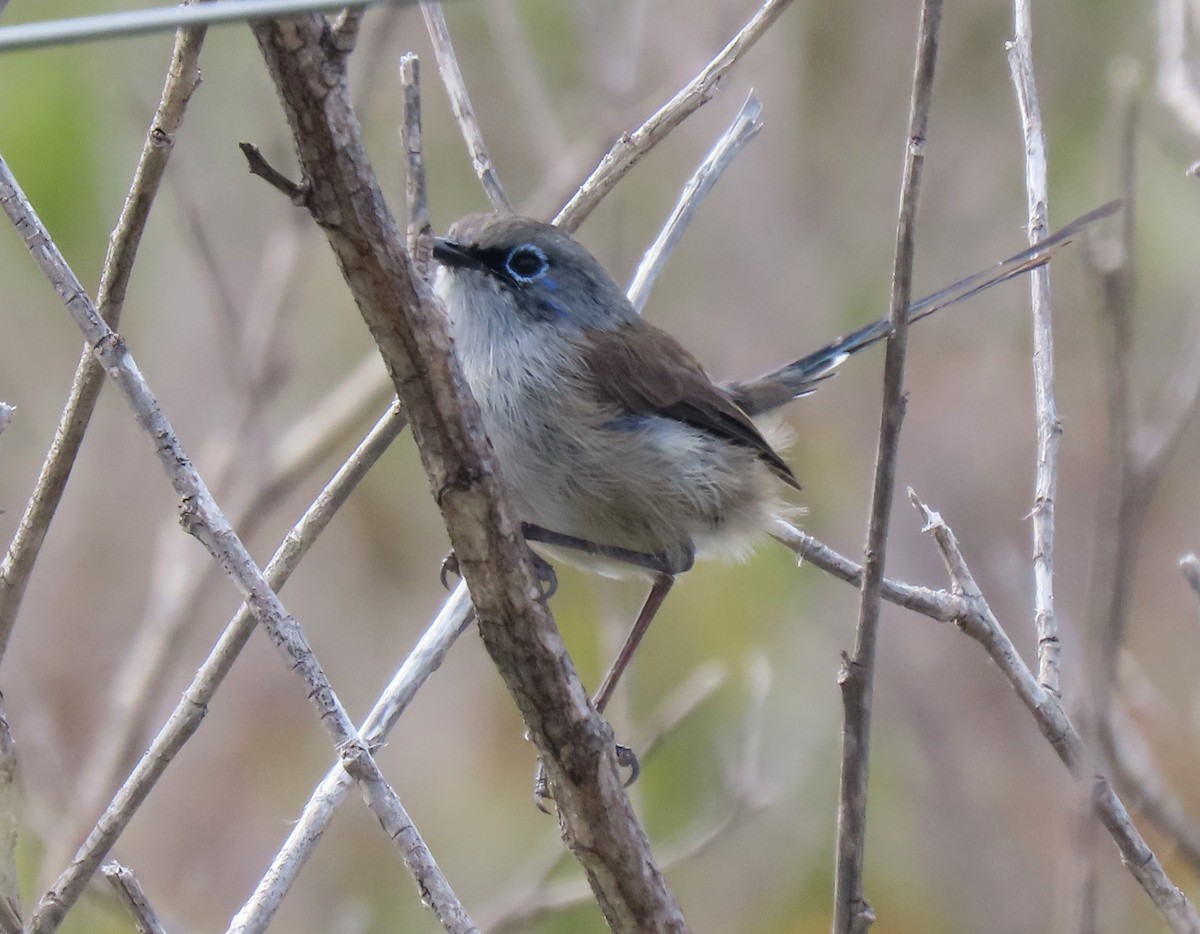 Maluro Pechiazul - ML320159551