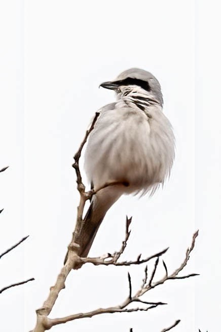 Northern Shrike - ML320160491