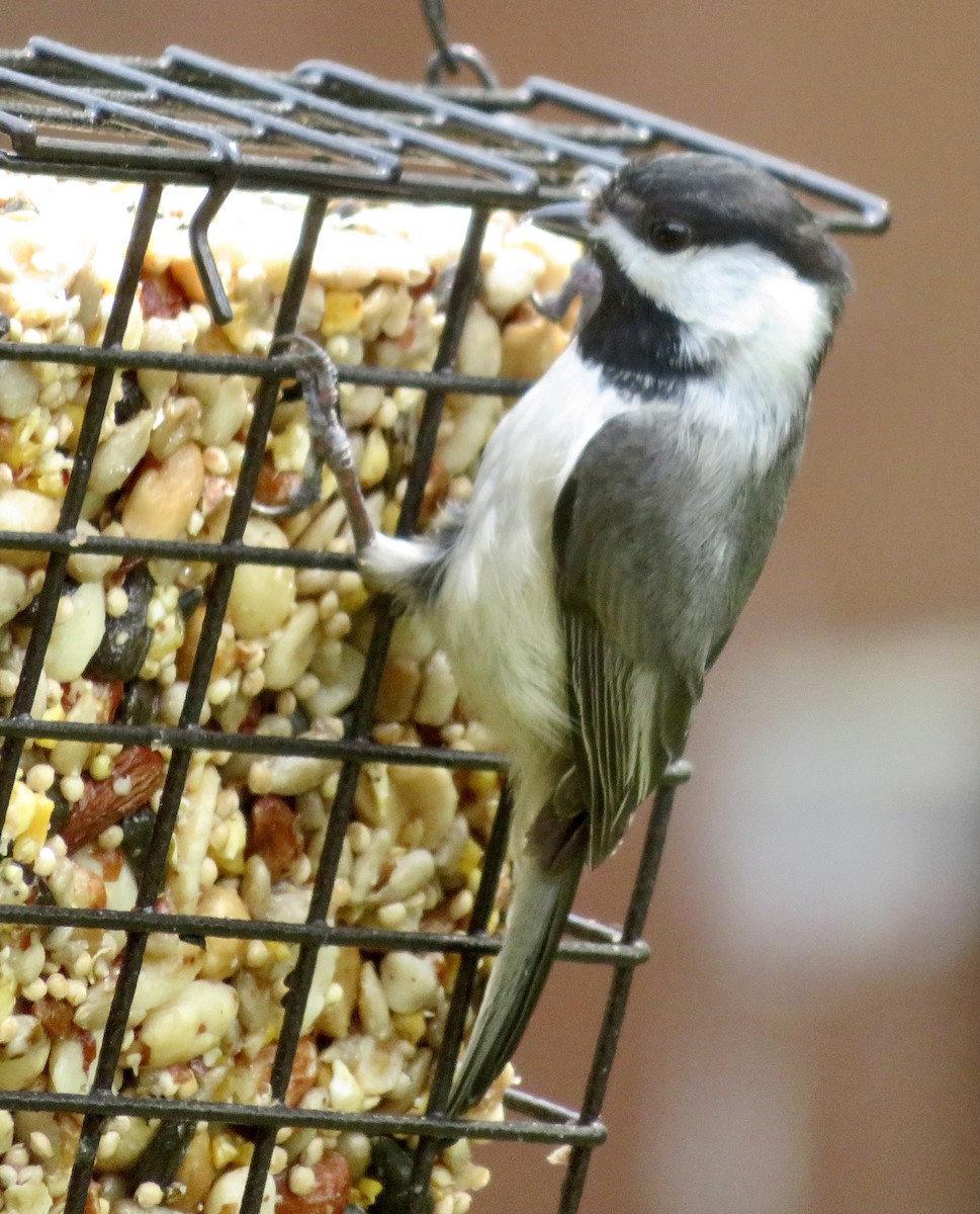 Carolina Chickadee - ML320161141