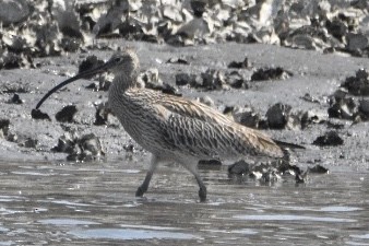 Far Eastern Curlew - Wind K