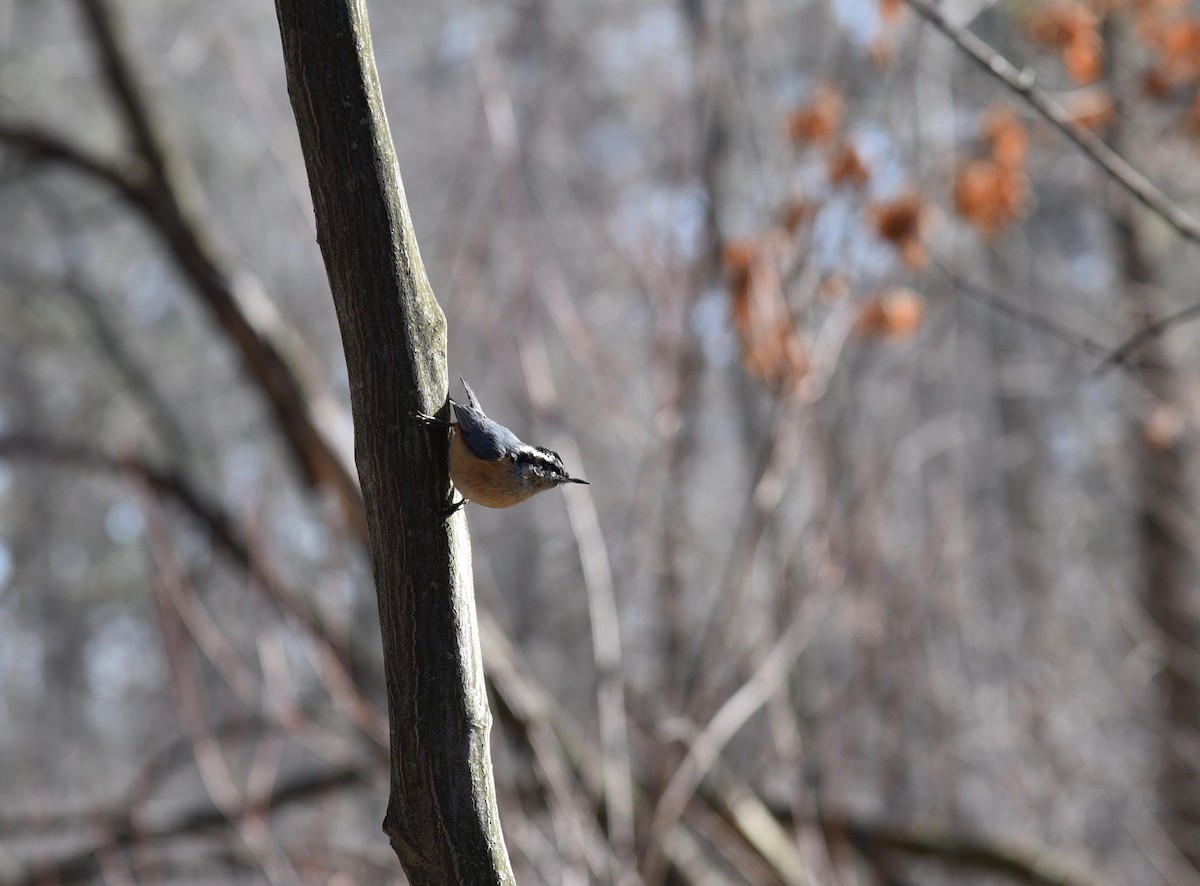 Red-breasted Nuthatch - ML320164881