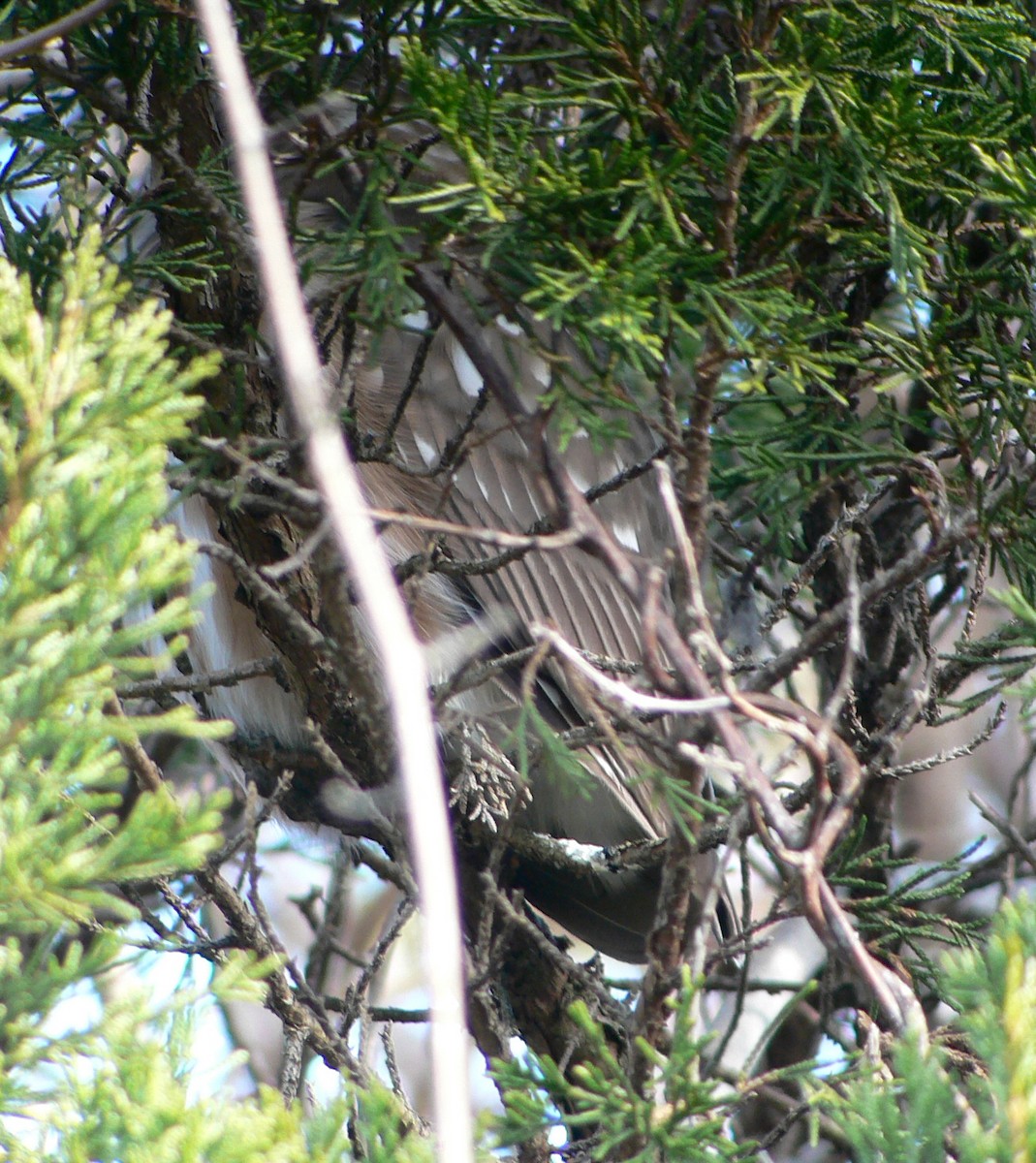 Northern Saw-whet Owl - ML32016491