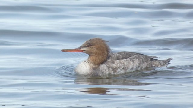 Red-breasted Merganser - ML320165061