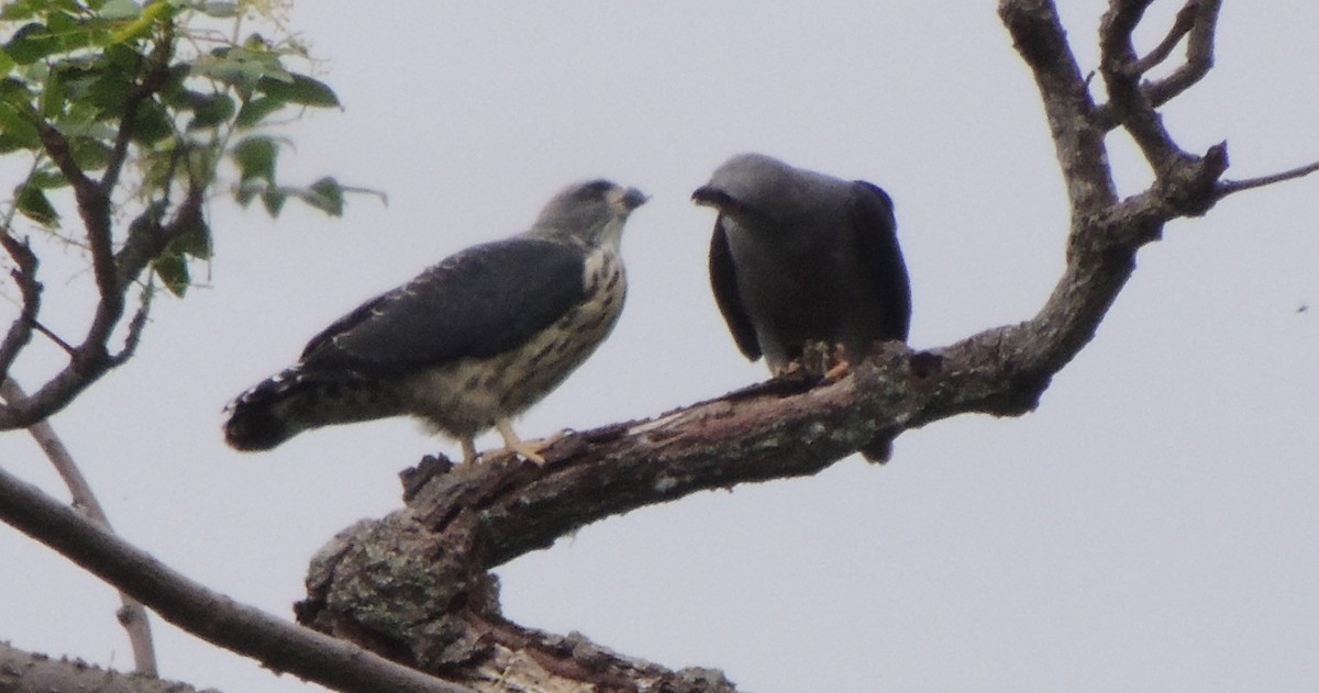 Plumbeous Kite - ML320165491