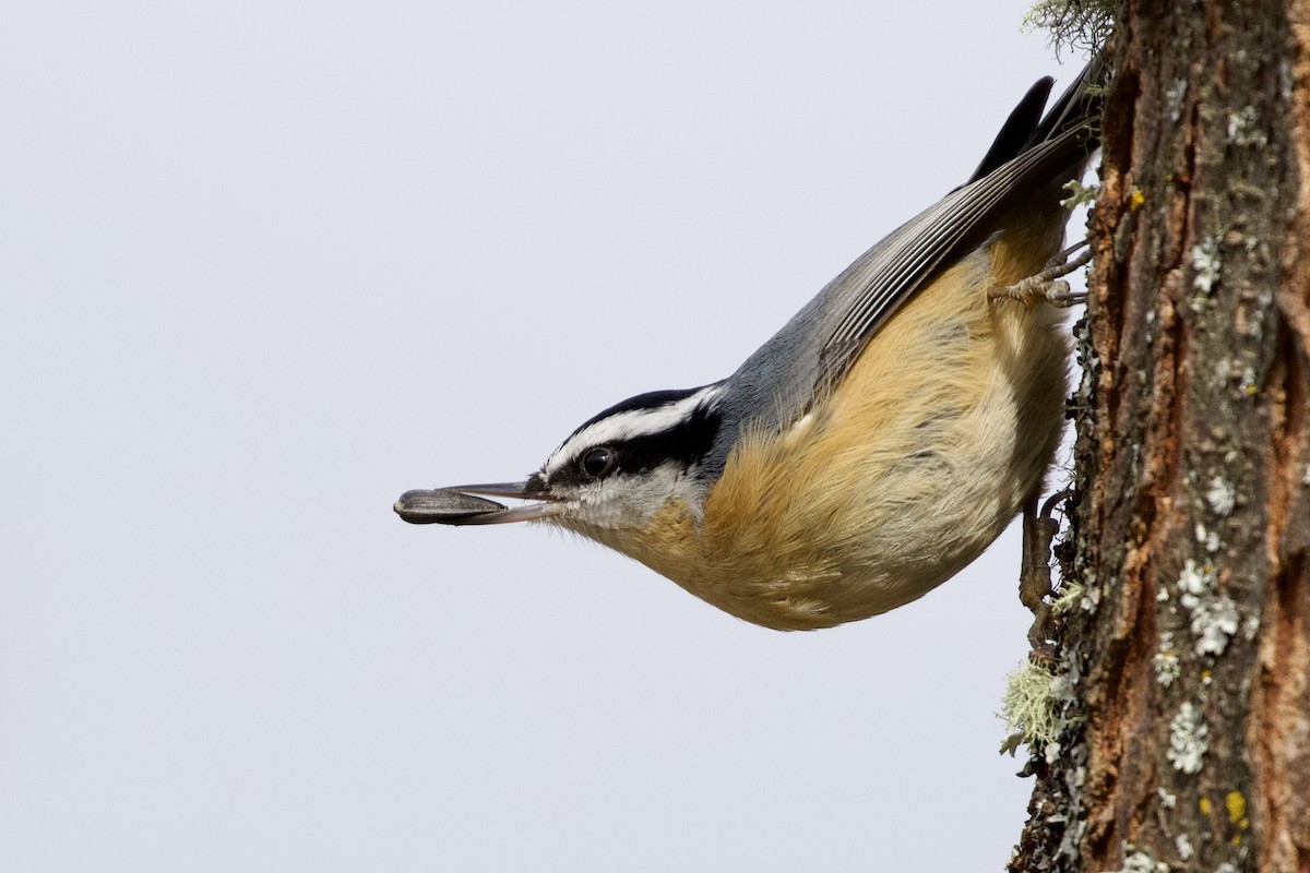 Red-breasted Nuthatch - ML320166551