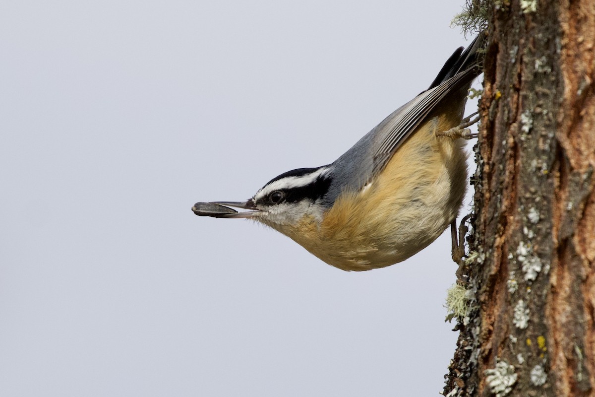 Red-breasted Nuthatch - ML320166561