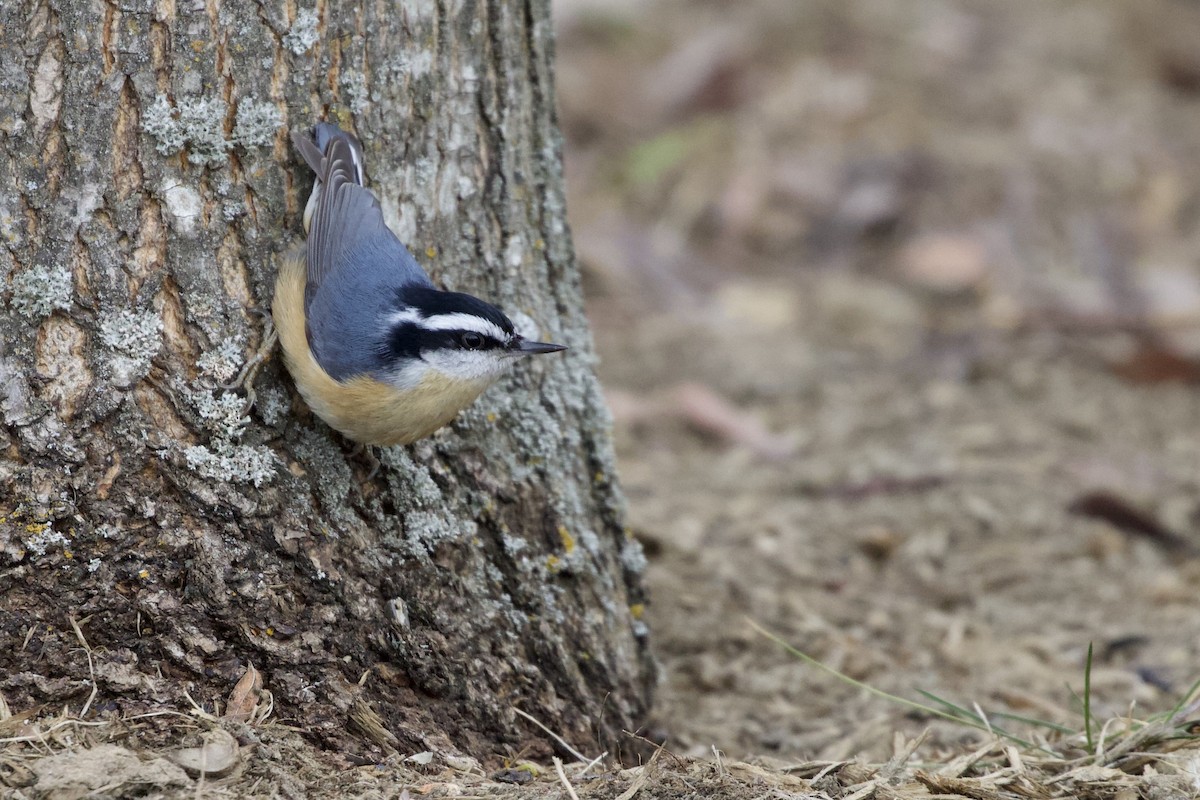 Red-breasted Nuthatch - ML320166601