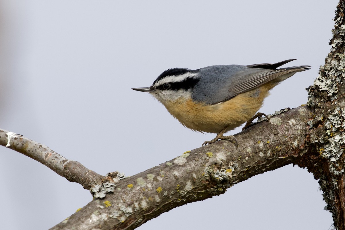 Red-breasted Nuthatch - ML320166611