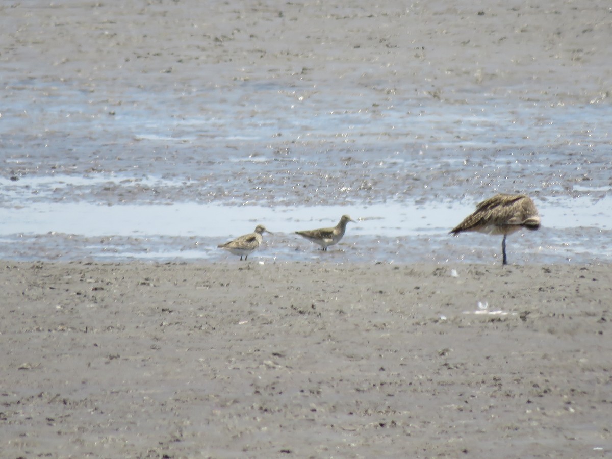 Pectoral Sandpiper - ML320166661