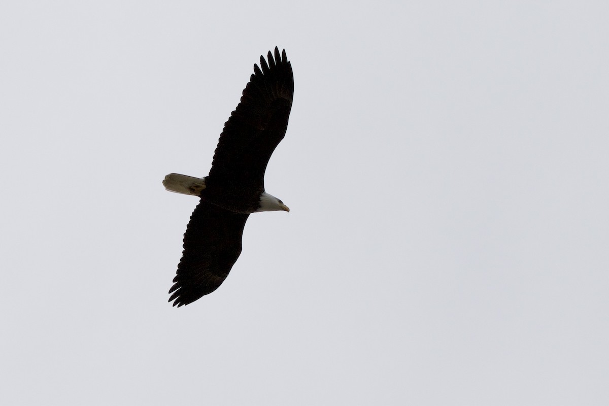 Bald Eagle - ML320166881