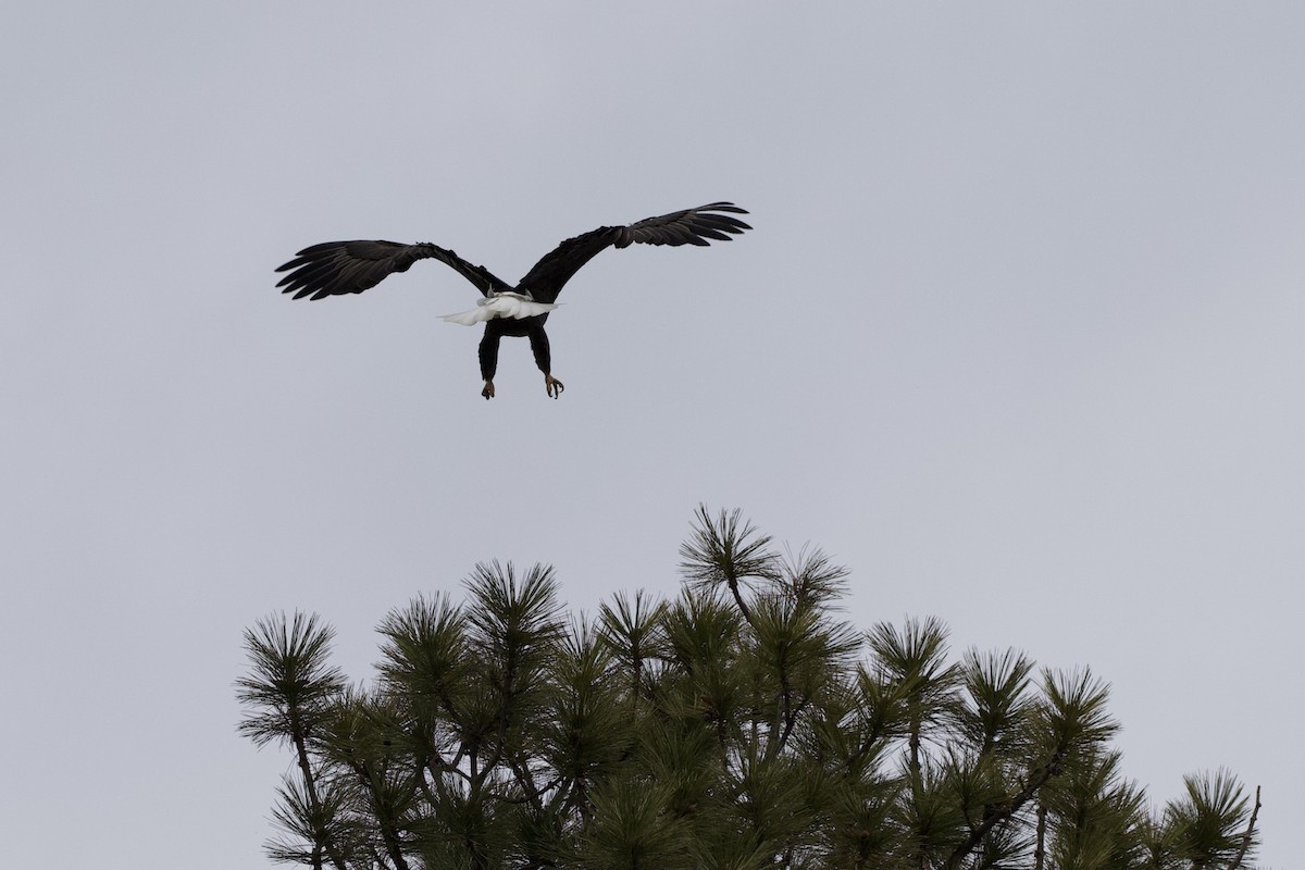 Bald Eagle - ML320166901