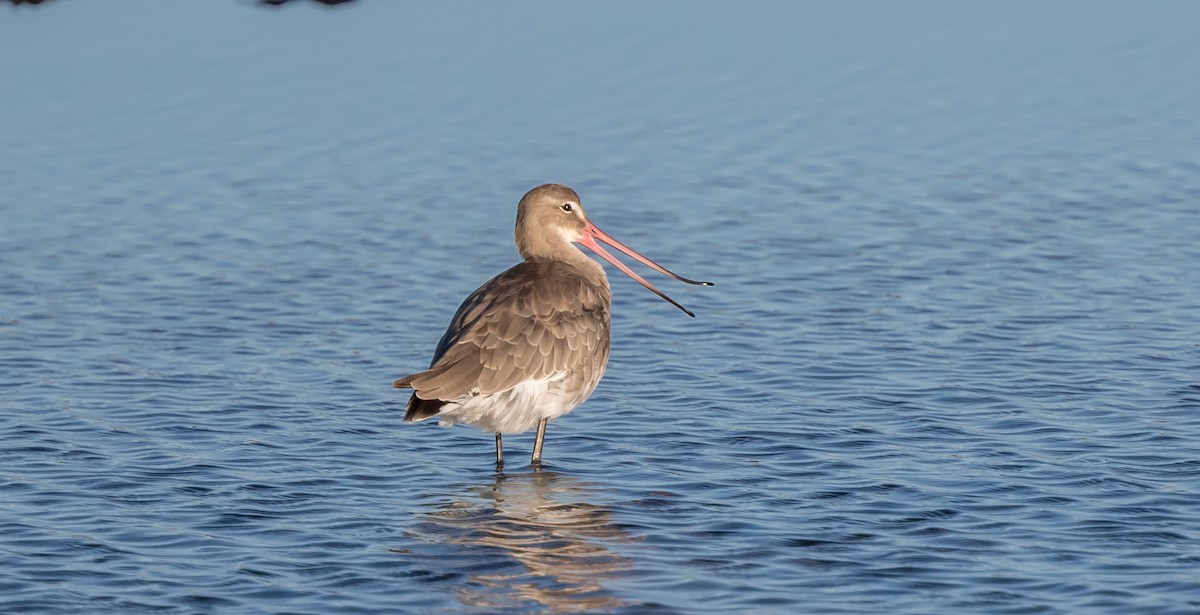 Black-tailed Godwit - Francisco Pires